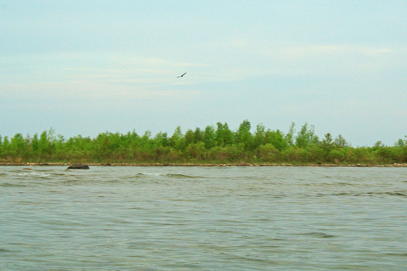 bald eagle on fishermans island